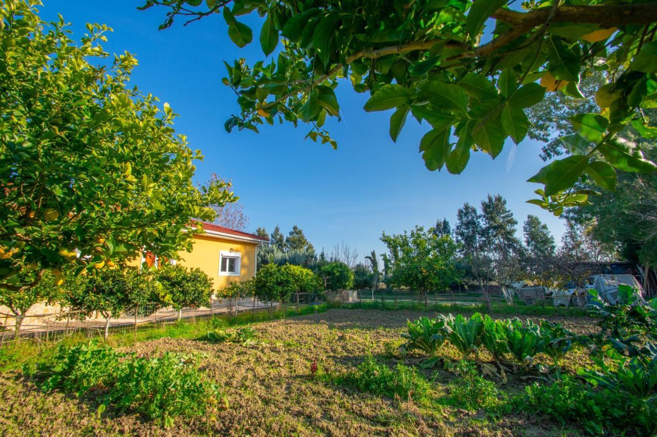 Loukas Farm House Áyios Kírikos Buitenkant foto